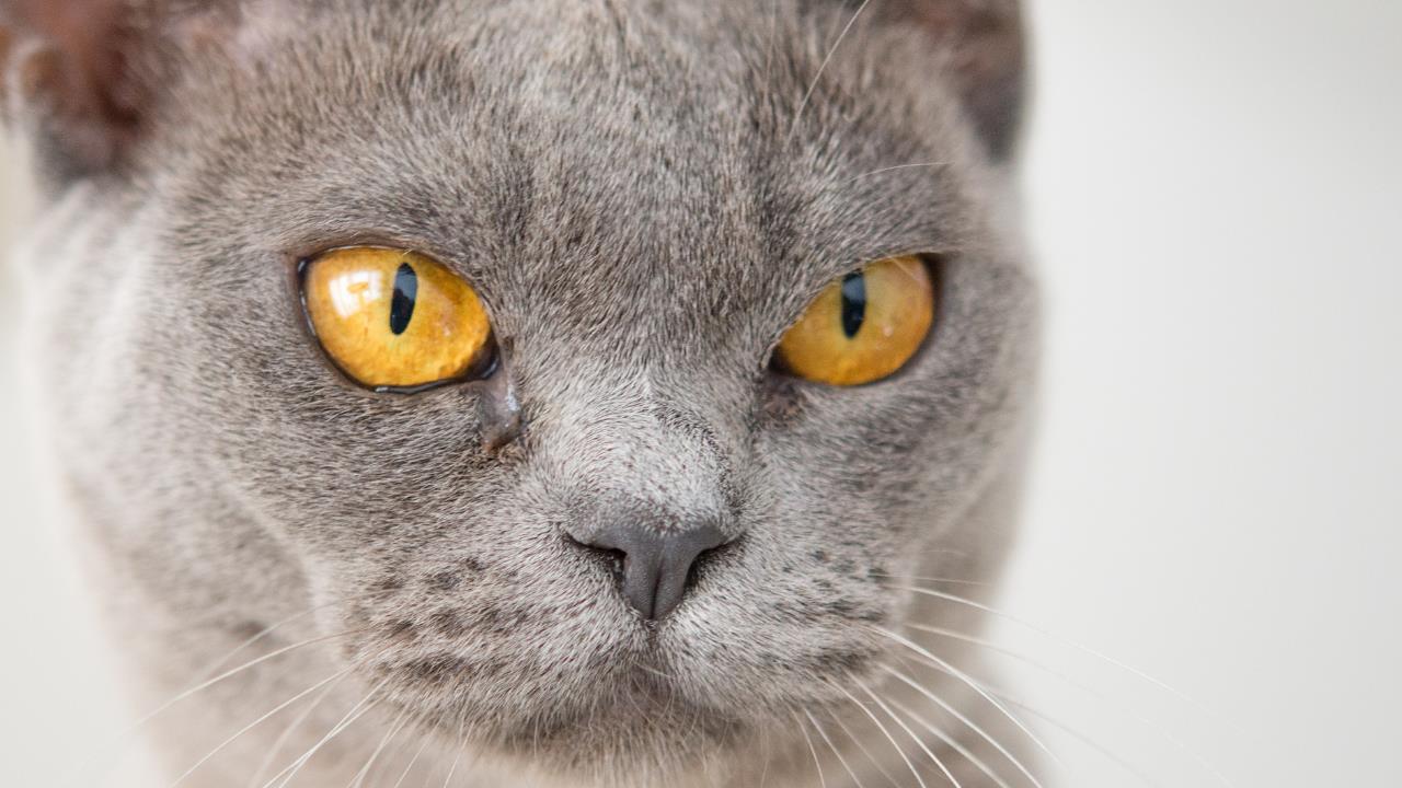 La cantidad de tiempo que un gato te guarda rencor, según expertos